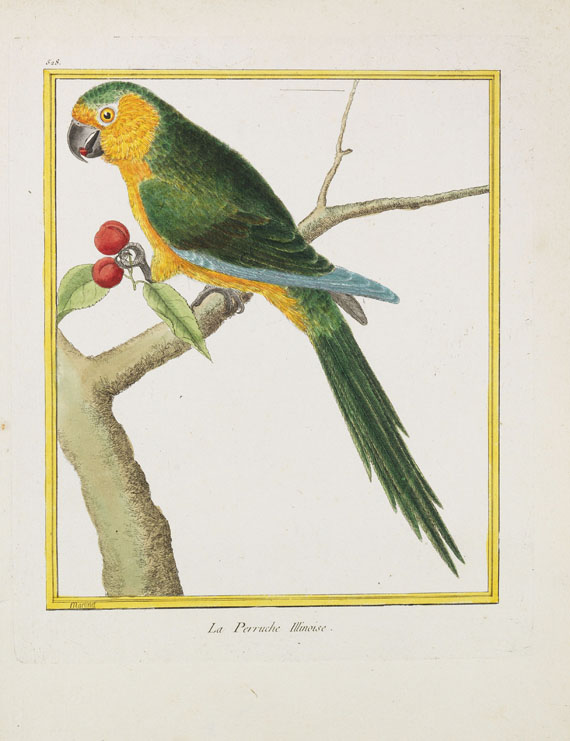 Georges Louis Leclerc Buffon - Histoire naturelle des oiseaux. 3 Kassetten - Weitere Abbildung