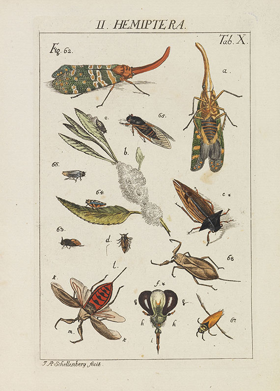 Johann Heinrich Sulzer - Die Kennzeichen der Insekten