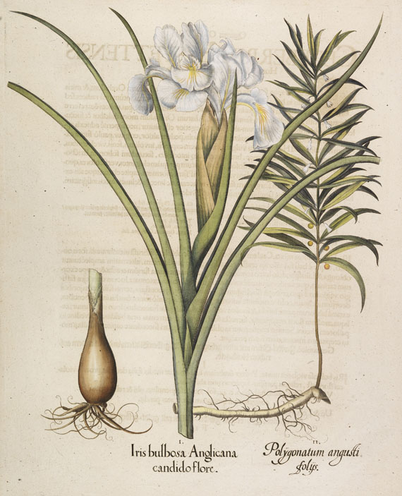 Basilius Besler - 4 Kupferstiche (Iris bulbosa Anglicana/Ligustum/Alcea/Staphylodendron)