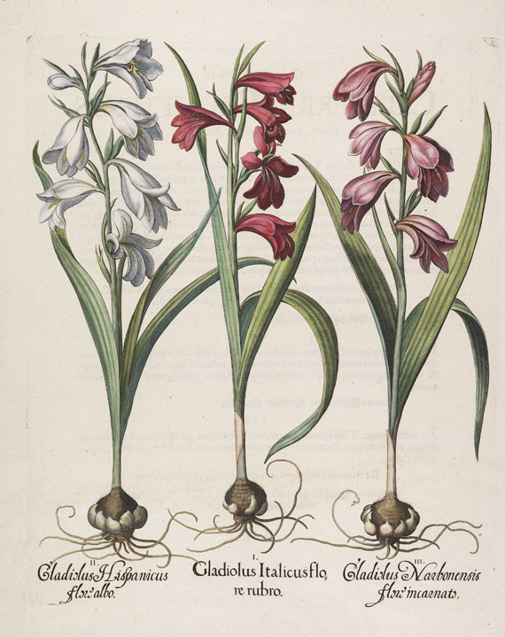 Basilius Besler - 4 Kupferstiche (Gladiolus/Cyclamen/Bellis/Asphodelus)