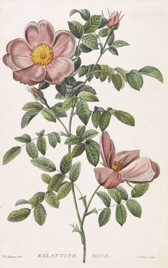  Rosen - Ca. 70 Bll. Rosendarstellungen