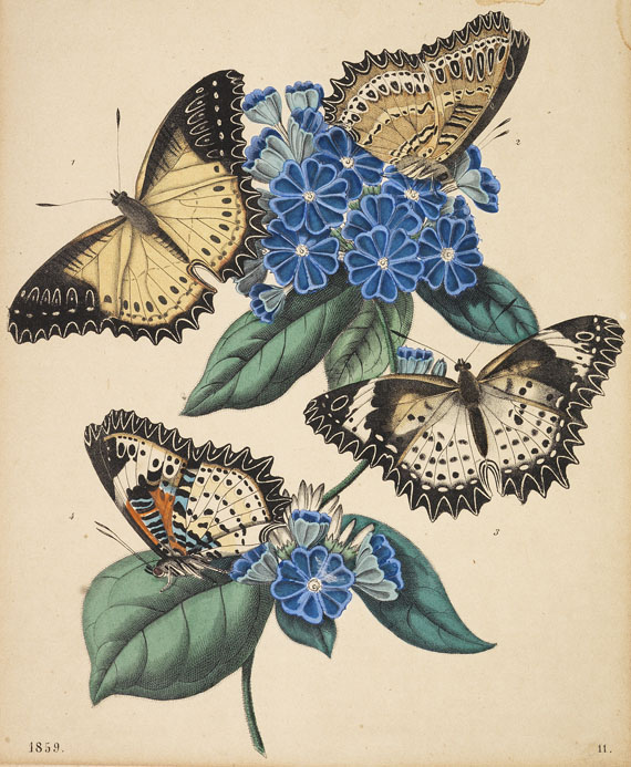  Schmetterlinge - Ca. 360 Bll. Käfer, Falter, Schmetterlinge