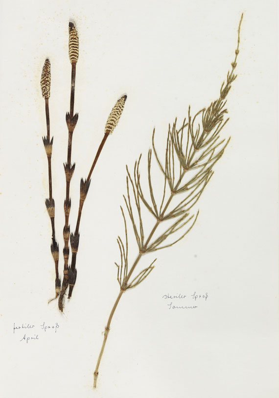 Herbarium - Herbarium. 2 Bände