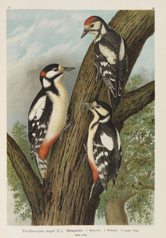 Johann Andreas Naumann - Naturgeschichte der Vögel. 12 Bände