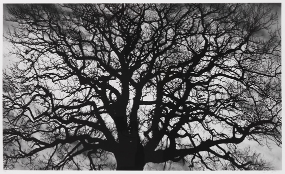 Robert Longo - Untitled (Tree)