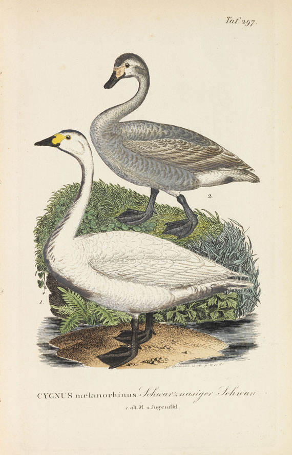 Johann Andreas Naumann - Naumanns Naturgeschichte der Vögel. 15 Bände - Weitere Abbildung