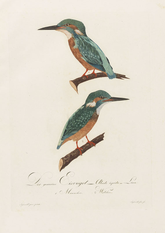 Johann Conrad Susemihl - Teutsche Ornithologie