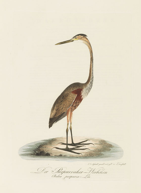 Johann Conrad Susemihl - Teutsche Ornithologie