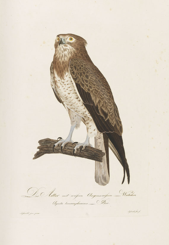 Johann Conrad Susemihl - Teutsche Ornithologie - Weitere Abbildung