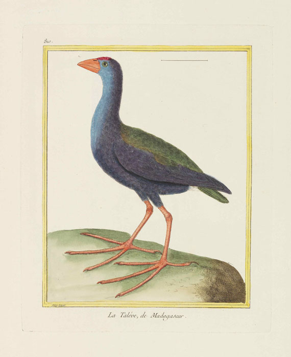 Georges Louis Leclerc Buffon - Histoire naturelle des oiseaux