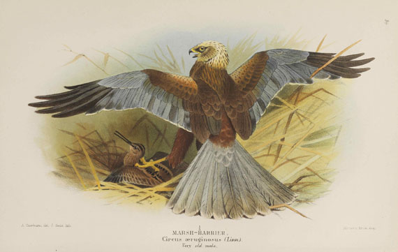 Thomas Lyttleton Powys - Birds of the British Islands. 7 Bände - Weitere Abbildung