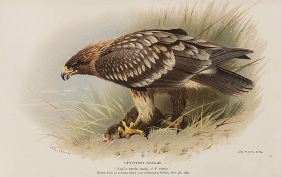 Thomas Lyttleton Powys - Birds of the British Islands. 7 Bände