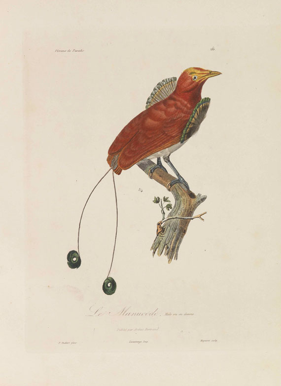 Réne-Primevère Lesson - Histoire naturelle des oiseaux de paradis - Weitere Abbildung