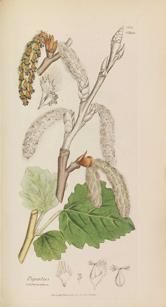 James Sowerby - English Botany