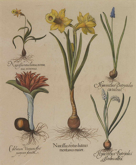 Basilius Besler - 4 Bll.: Scabiosa / Valeriana / Paeonia / Narcissus. Aus "Hortus Eystettensis"