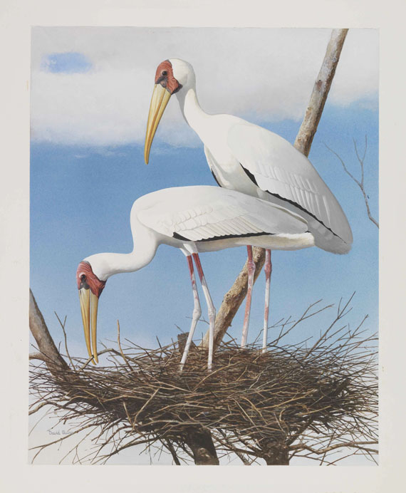 Alan Harris - Alan Harris und David Quinn - 49 Aquarelle zu "Storks, Ibises and Spoonbills of the world" 1992