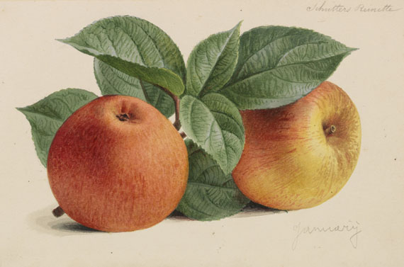 Pieter Joseph de Pannemaeker - 309 Orig.-Aquarelle und 3 Orig.-Bleistiftzeichnungen zu "Originaux de publications d´horticulture et d´arboriculture"