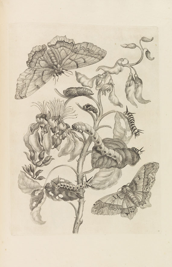 Maria Sibylla Merian - Veranderingen der surinaamsche Insecten