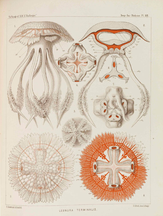 Ernst Haeckel - Report on the scientific results of ... H.M.S. Challenger. Volume IV