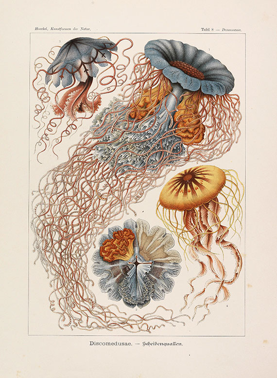 Ernst Haeckel - Kunstformen der Natur. 2 Kassetten