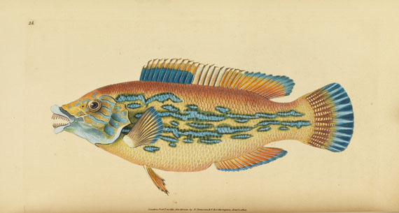Edward Donovan - British fishes. 5 in 3 Bänden - Weitere Abbildung