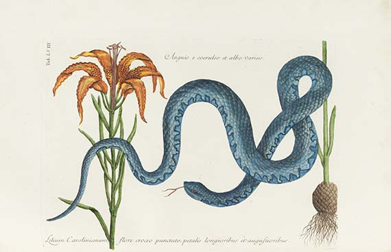 Mark Catesby - Piscium serpentum insectorum - Weitere Abbildung