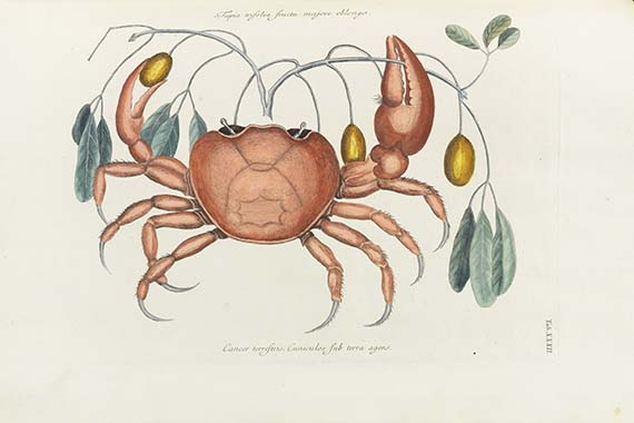 Mark Catesby - Piscium serpentum insectorum - Weitere Abbildung