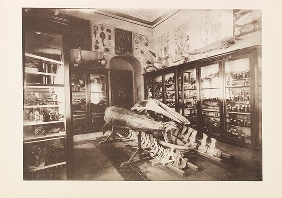Gustav Radde - Die Sammlungen des Kaukasischen Museums. Bd 1: Zoologie