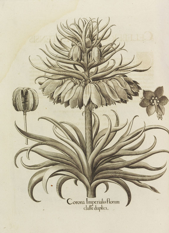 Basilius Besler - Hortus Eystettensis