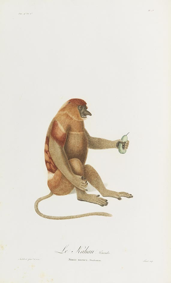 Jean Baptiste Audebert - Histoire naturelle des singes et des makis - Weitere Abbildung