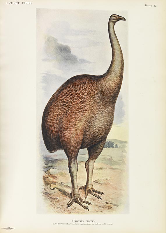 Lionel Walter Rothschild - Extinct birds - Weitere Abbildung