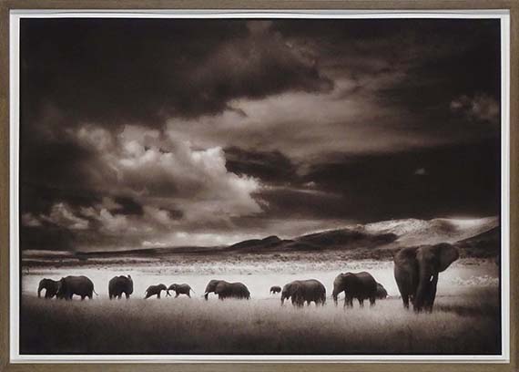 Nick Brandt - Elephant Herd, Serengeti - Rahmenbild