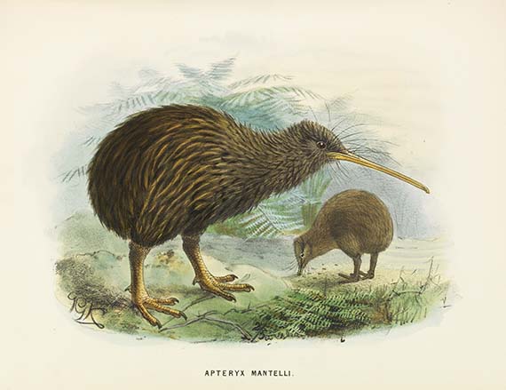 Walter Lawry Buller - A History of the Birds of New Zealand. Mit Begleitbrief an F. v. Hochstetter - Weitere Abbildung