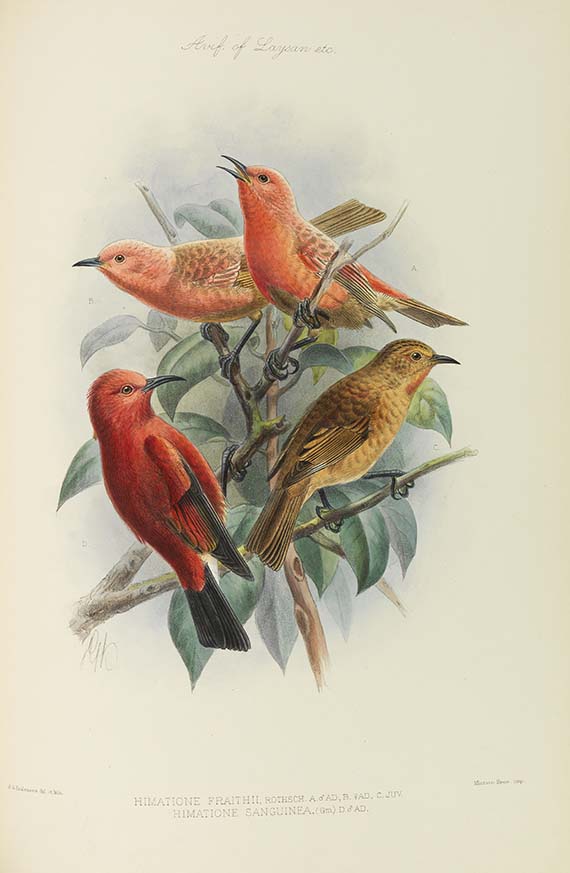 Lionel Walter Rothschild - The Avifauna of Laysan and the neighbouring islands - Weitere Abbildung