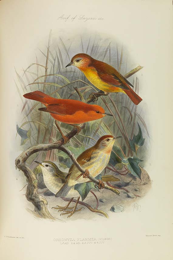 Lionel Walter Rothschild - The Avifauna of Laysan and the neighbouring islands