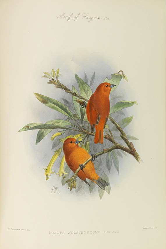 Lionel Walter Rothschild - The Avifauna of Laysan and the neighbouring islands - Weitere Abbildung