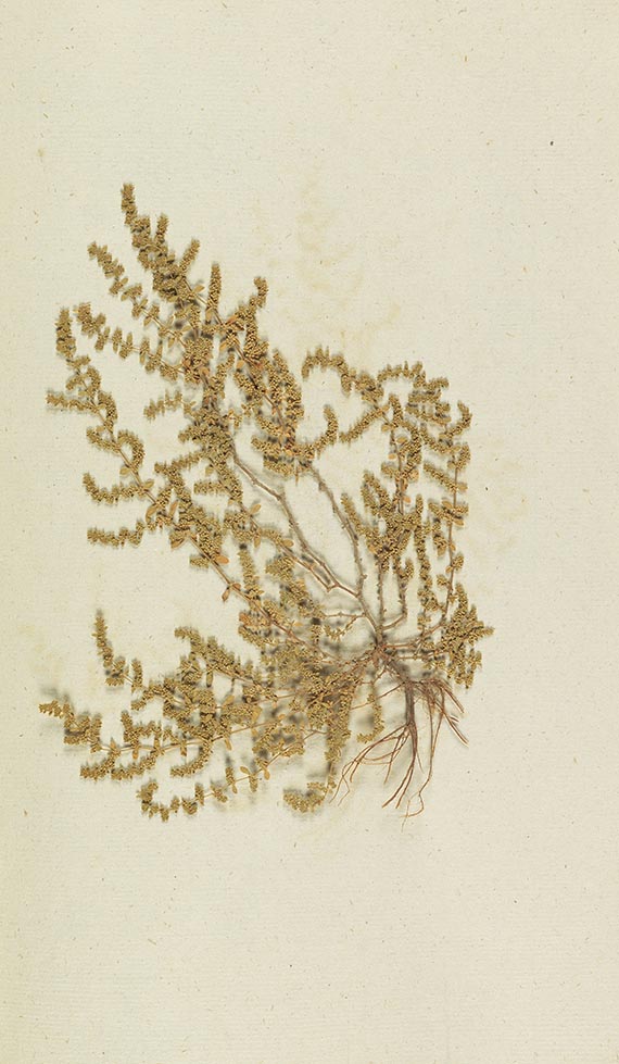 Gottfried Gärtner - Herbarium. 4 Kassetten - Weitere Abbildung