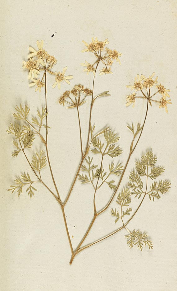 Gottfried Gärtner - Herbarium. 4 Kassetten - Weitere Abbildung