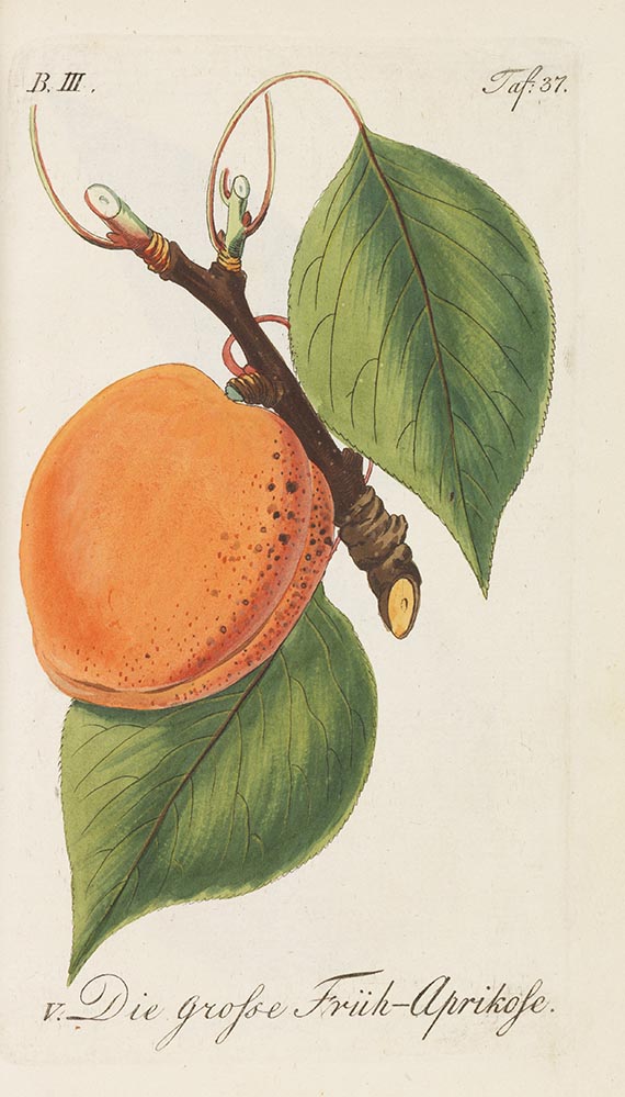 Johann Volckmar Sickler - Der teutsche Fruchtgarten. 6 Bde. - Dabei: Calwer, Obst- u. Beerenfrüchte