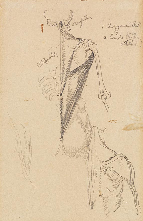 Wilhelm Busch - 4 Bll.: Handstudie (Bl. 1). Hand- und Gewandstudie (Bl. 2). Rückenmuskelstudien (Bl. 3). Arm- und Gewandstudie (Bl. 4) - Weitere Abbildung