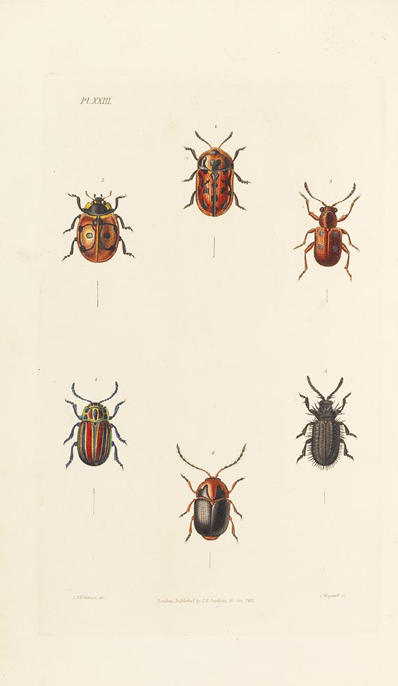 James Francis Stephens - Illustrations of British Entomology