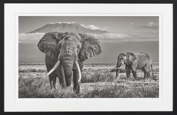 David Yarrow - The Witness - Rahmenbild