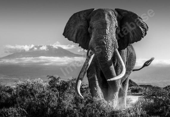Amboseli Kenya...