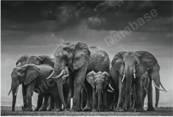Circle of Life II...