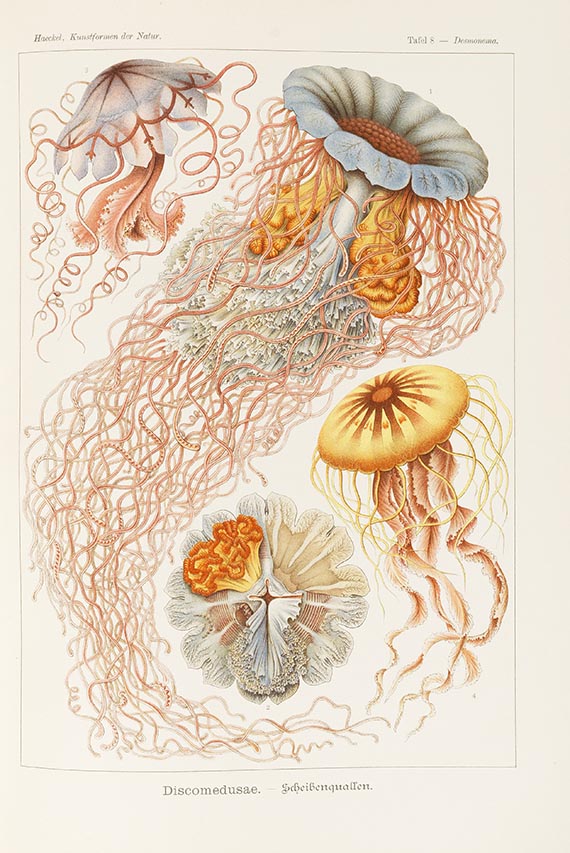 Ernst Haeckel - Kunstformen der Natur