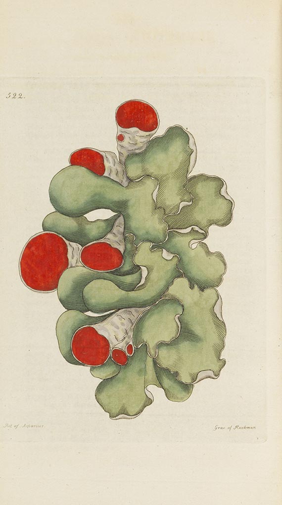 Johann Wilhelm Palmstruch - Svensk Botanik - Weitere Abbildung