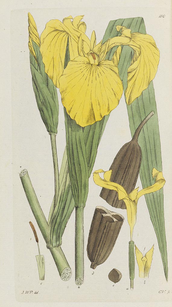 Johann Wilhelm Palmstruch - Svensk Botanik - Weitere Abbildung