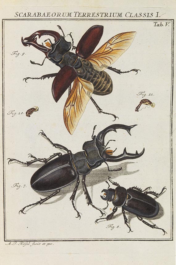 Augustin Johann Rösel von Rosenhof - Der monatlich-herausgegebenen Insecten-Belustigung - Weitere Abbildung