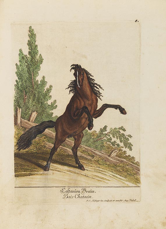 Johann Elias Ridinger - Hier zeig sich Rapp Braun Fuchs ... Vorstellung der Pferde nach ihren Hauptfarben - Weitere Abbildung