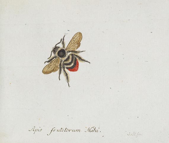 Georg Wolfgang Franz Panzer - Faunae insectorum Germanicae Initia. 190 Hefte und Index in 51 Bänden. - Weitere Abbildung